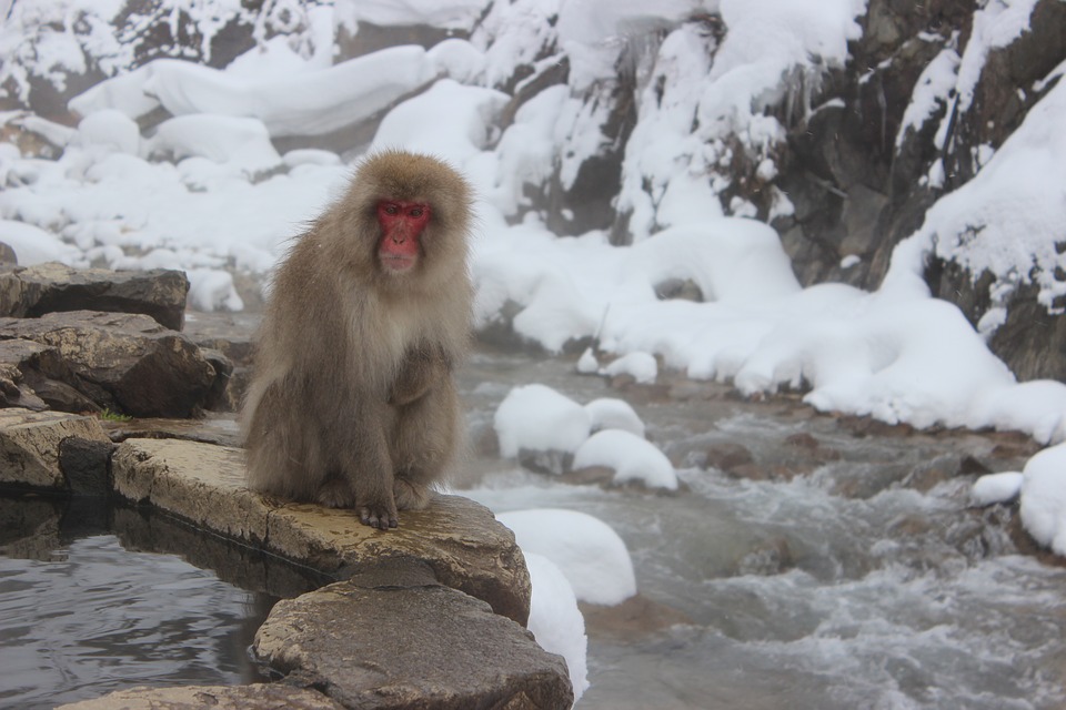 snow-monkeys