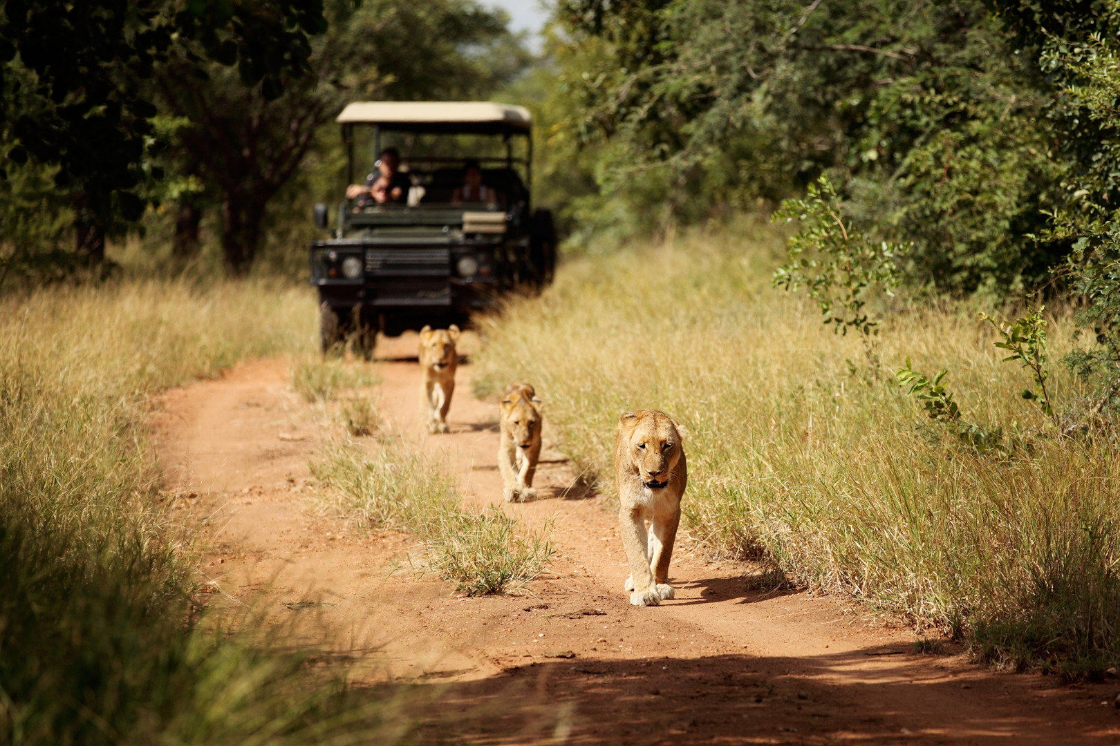 Lions