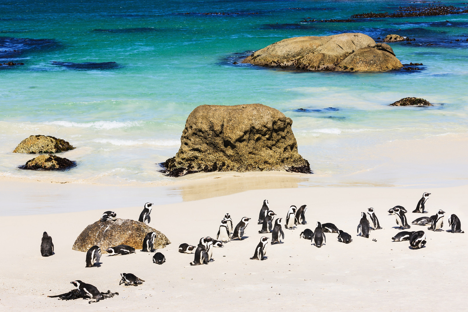 african-penguins__5b02843d01949648441819