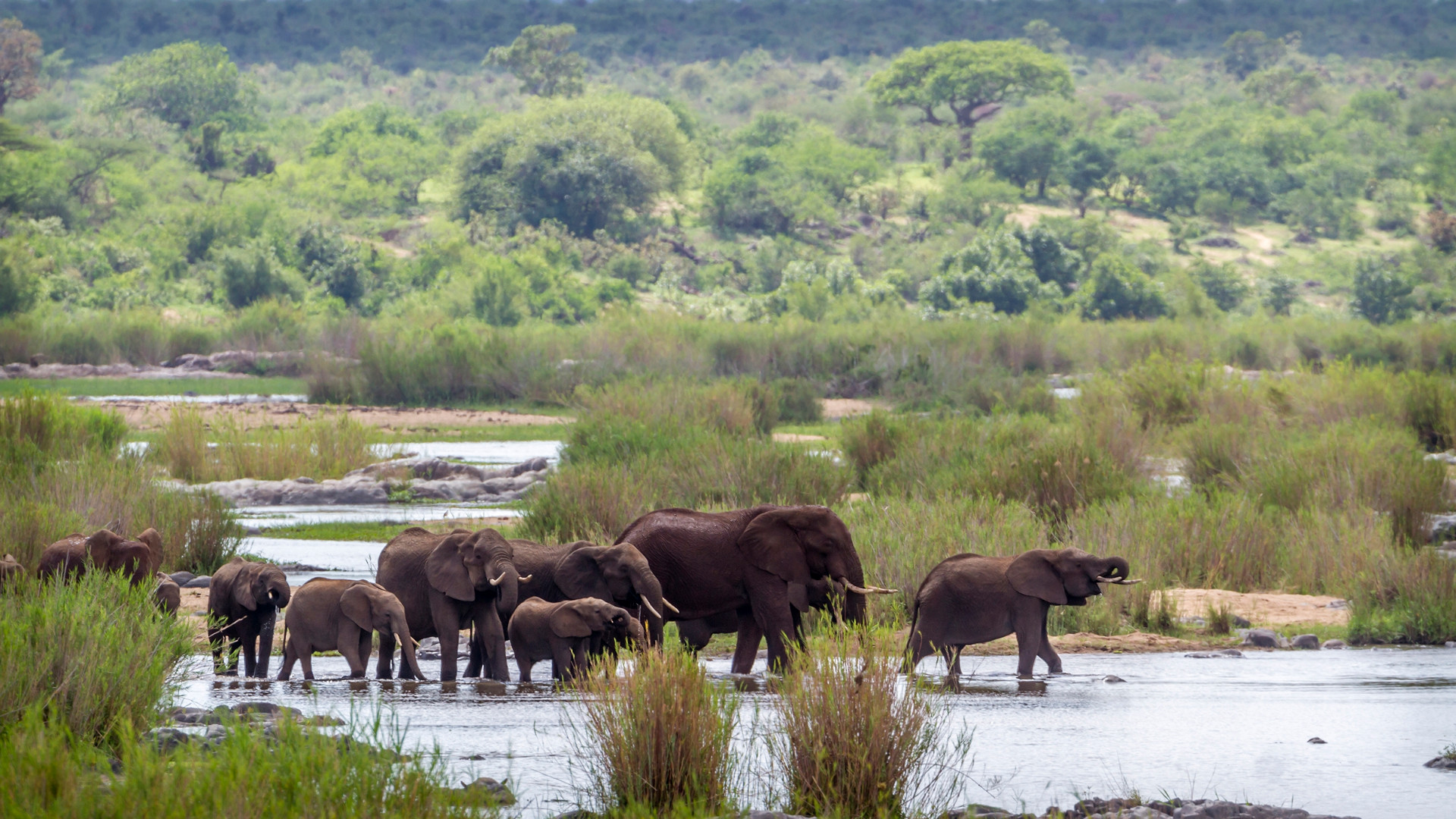 Elephants