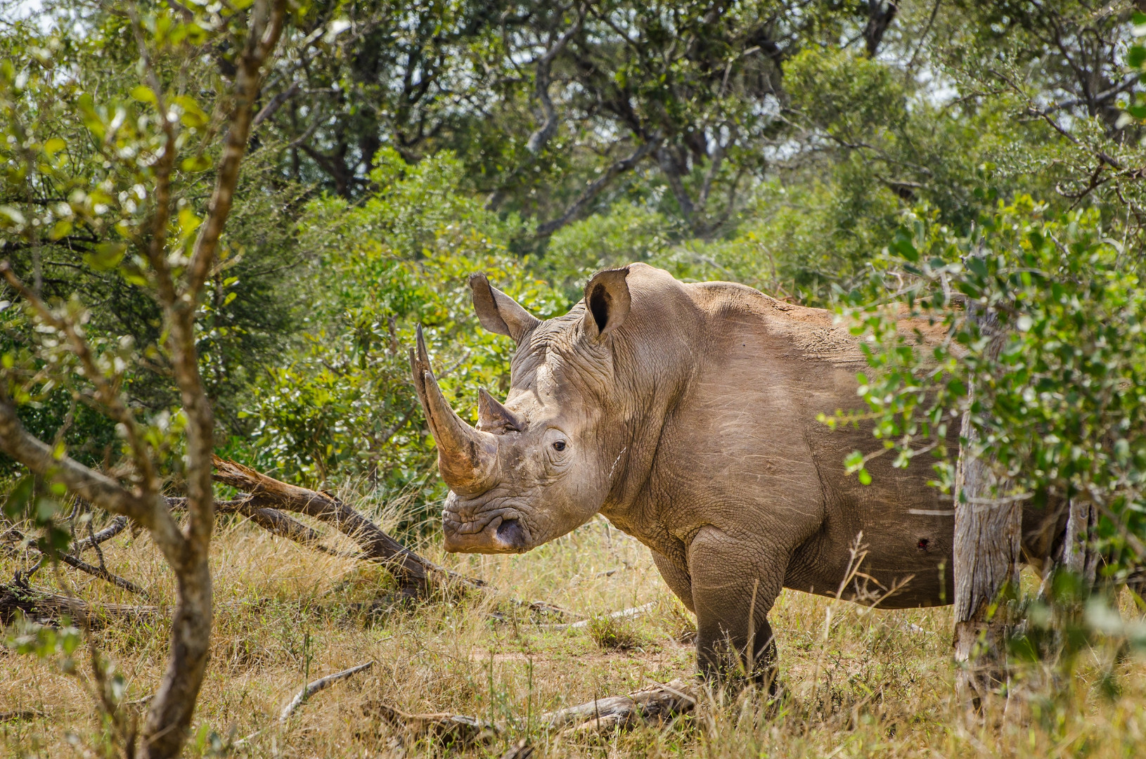 Rhino Kruger